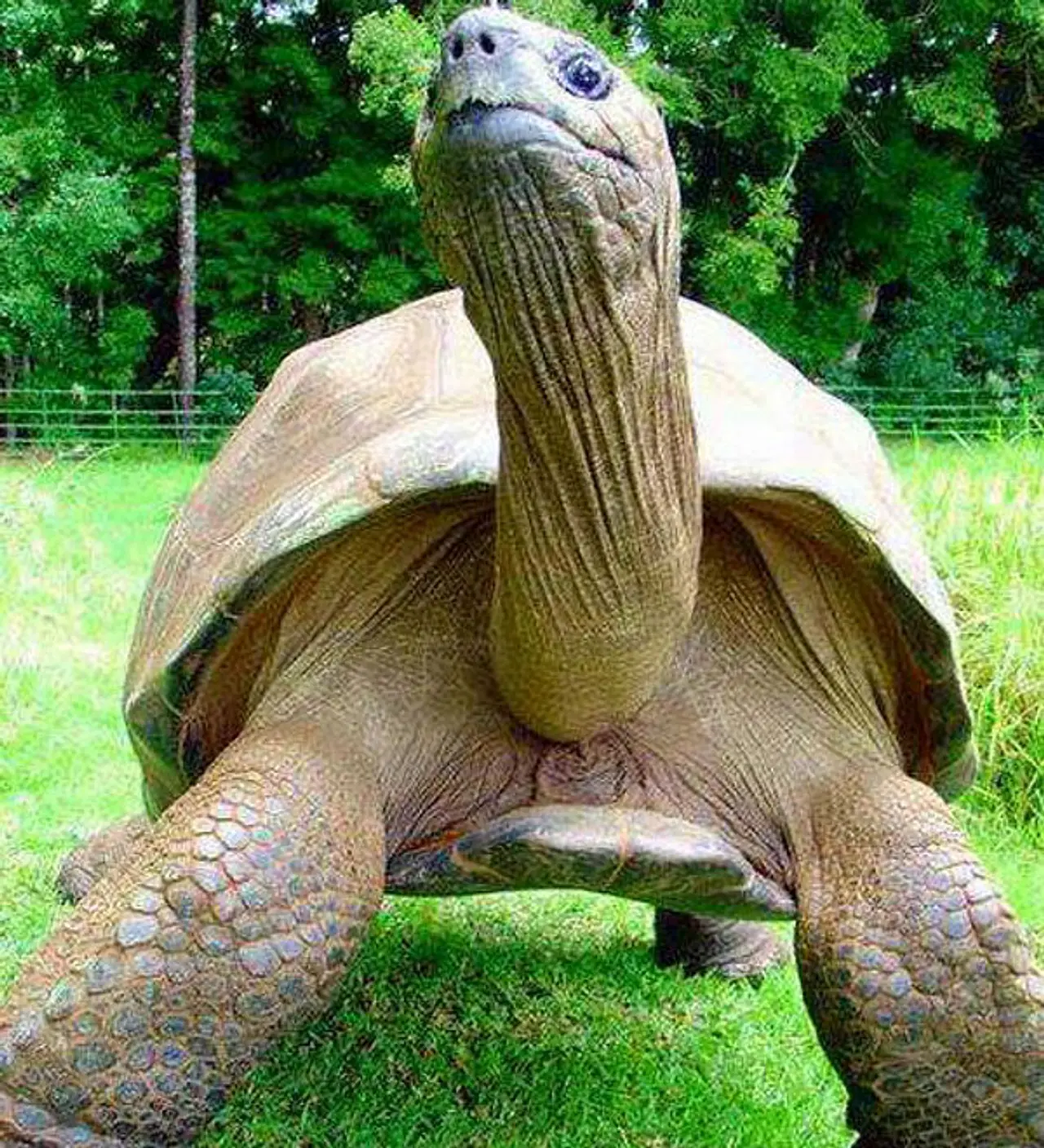 Älteste Schildkröte der Welt Älteste Schildkröte der Welt - Foto: Saint Helena Island Info
