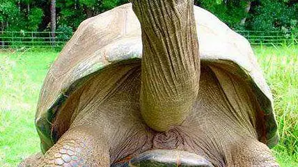 Älteste Schildkröte der Welt