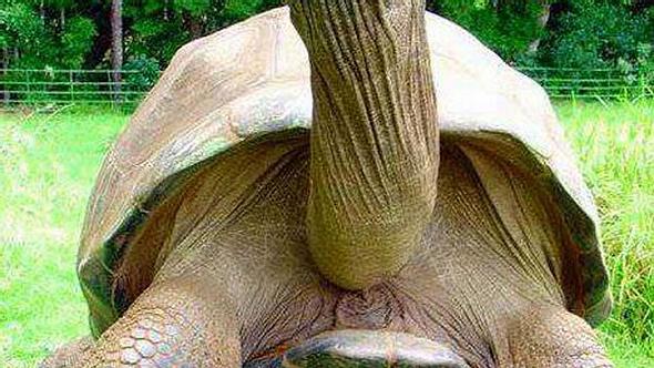 Älteste Schildkröte der Welt - Foto: Saint Helena Island Info