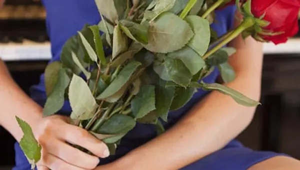 Verteilen bei RTL bald zwei Frauen rote Rosen?