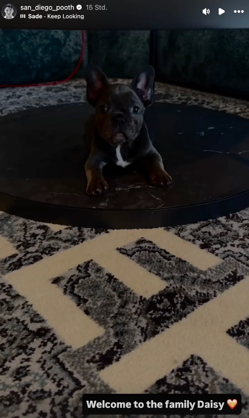 Diego Pooth neuer Hundewelpe Daisy Diego Pooth neuer Hundewelpe Daisy