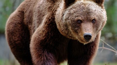 Zoo tötet gesunde Braunbären!  - Foto: iStock