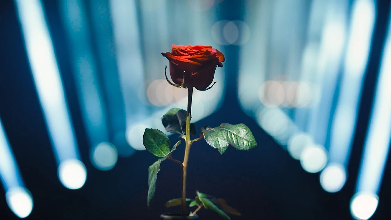 "Der Bachelor" Der Bachelor - Foto: TVNOW