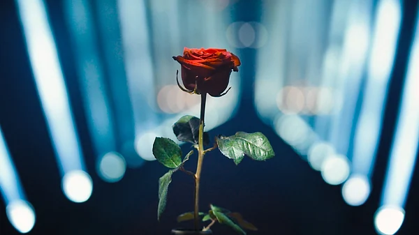 Der Bachelor 