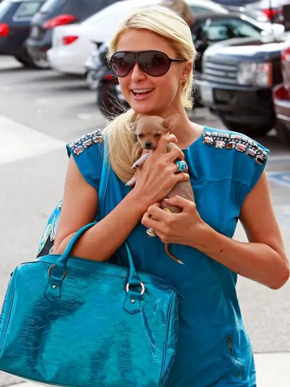 V.I.Pets: Die Stars lieben ihre Hunde