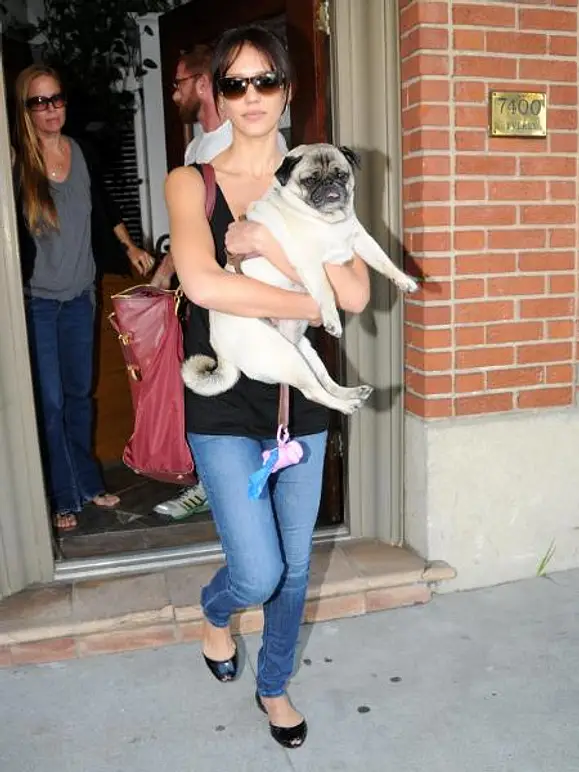 V.I.Pets: Die Stars lieben ihre Hunde