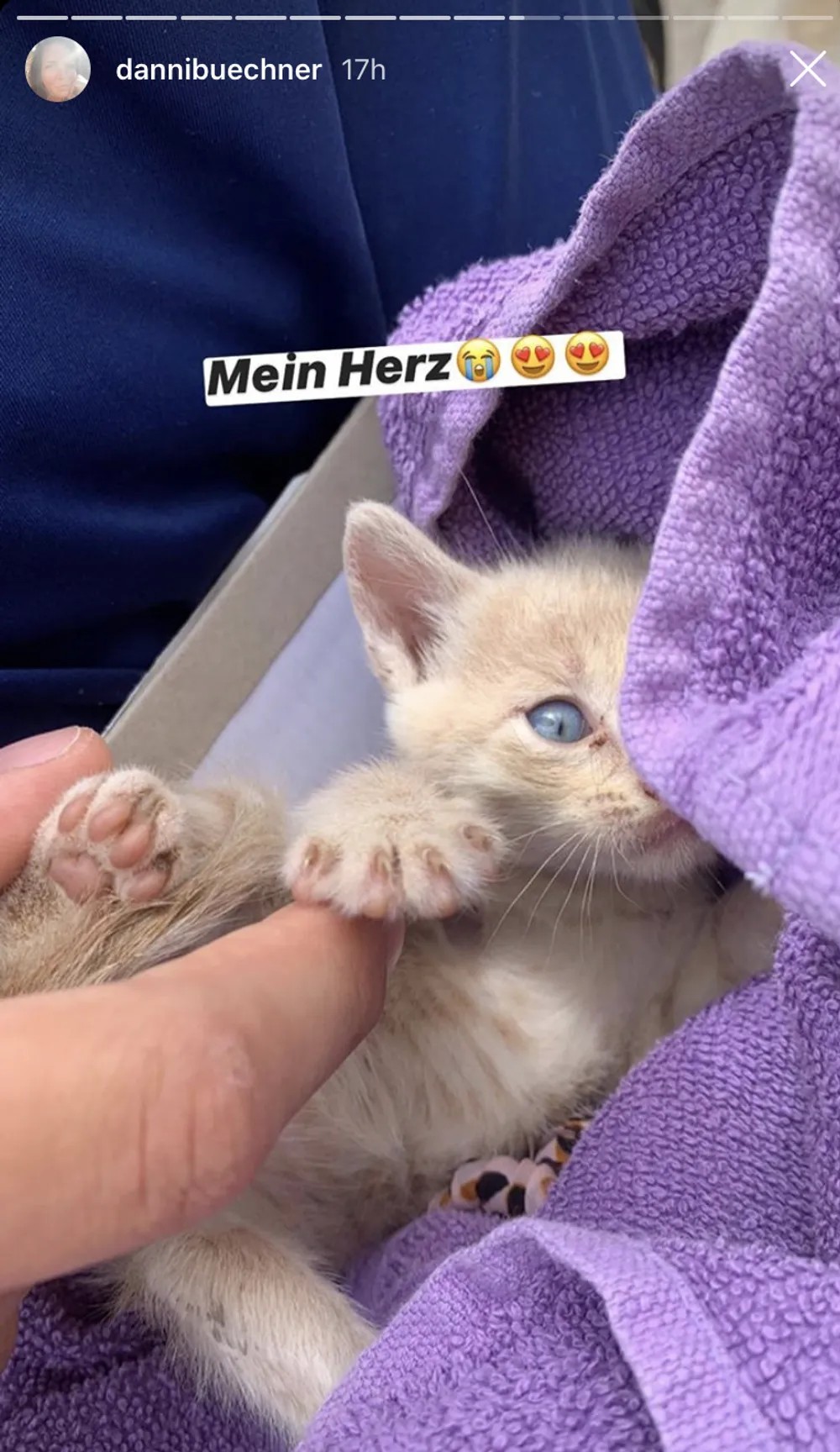 Daniela Büchner Katze Daniela Büchner Katze