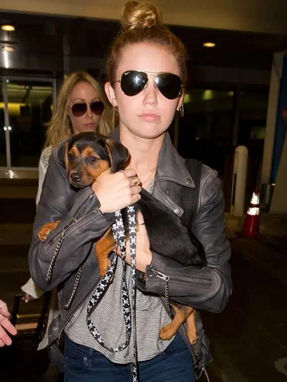 V.I.Pets: Die Stars lieben ihre Hunde