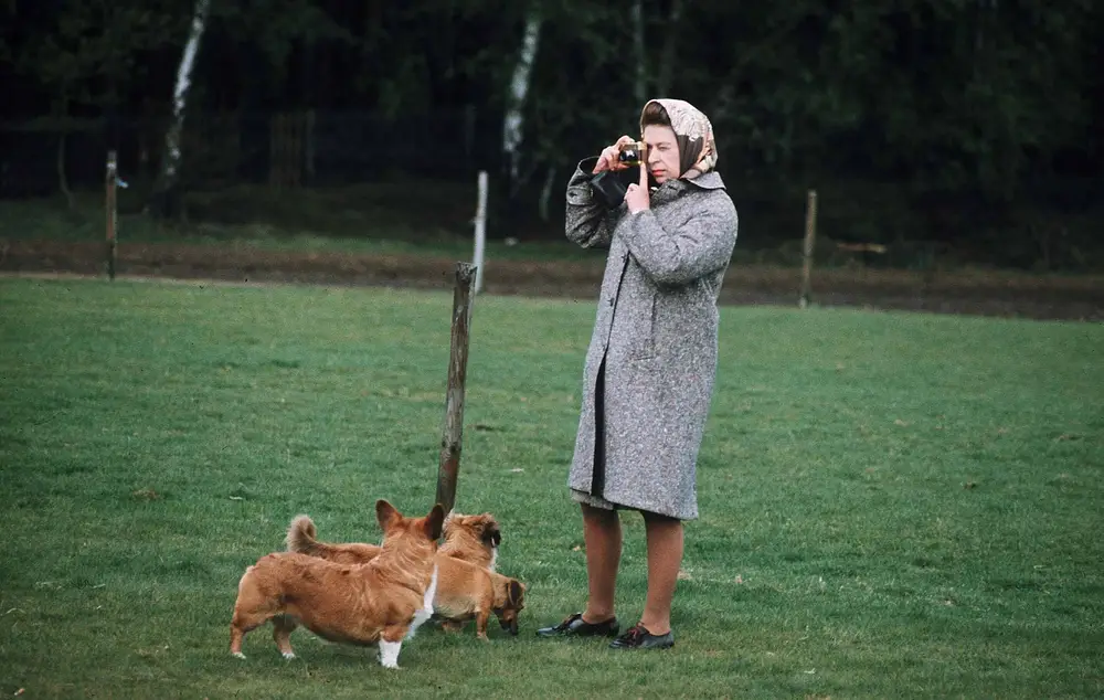 Queen Elizabeth mit ihren Corgis bei einem Spaziergang. Queen Elizabeth mit ihren Corgis bei einem Spaziergang.