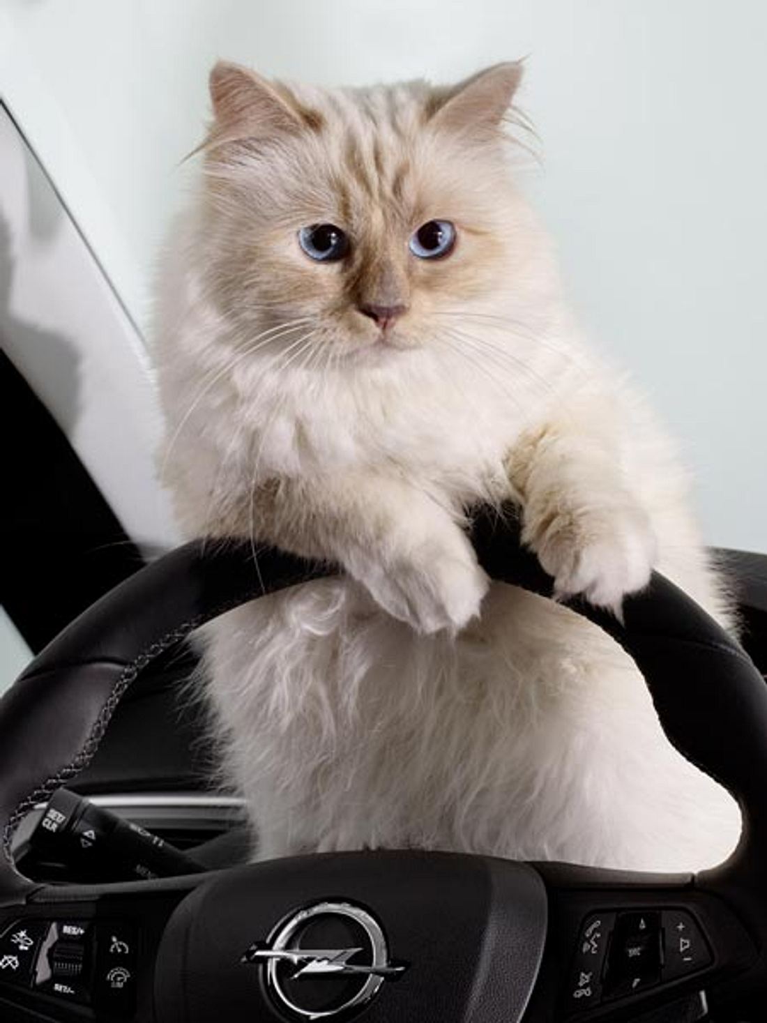 Karl Lagerfeld: Seine Katze Chaupette verdient 3 Millionen Dollar!