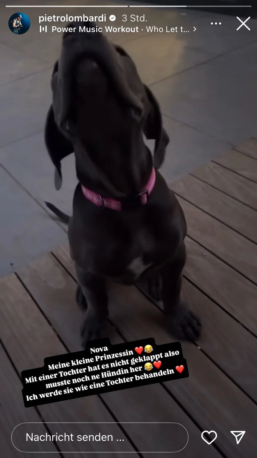 Der neue Hund von Pietro Lombardi Der neue Hund von Pietro Lombardi
