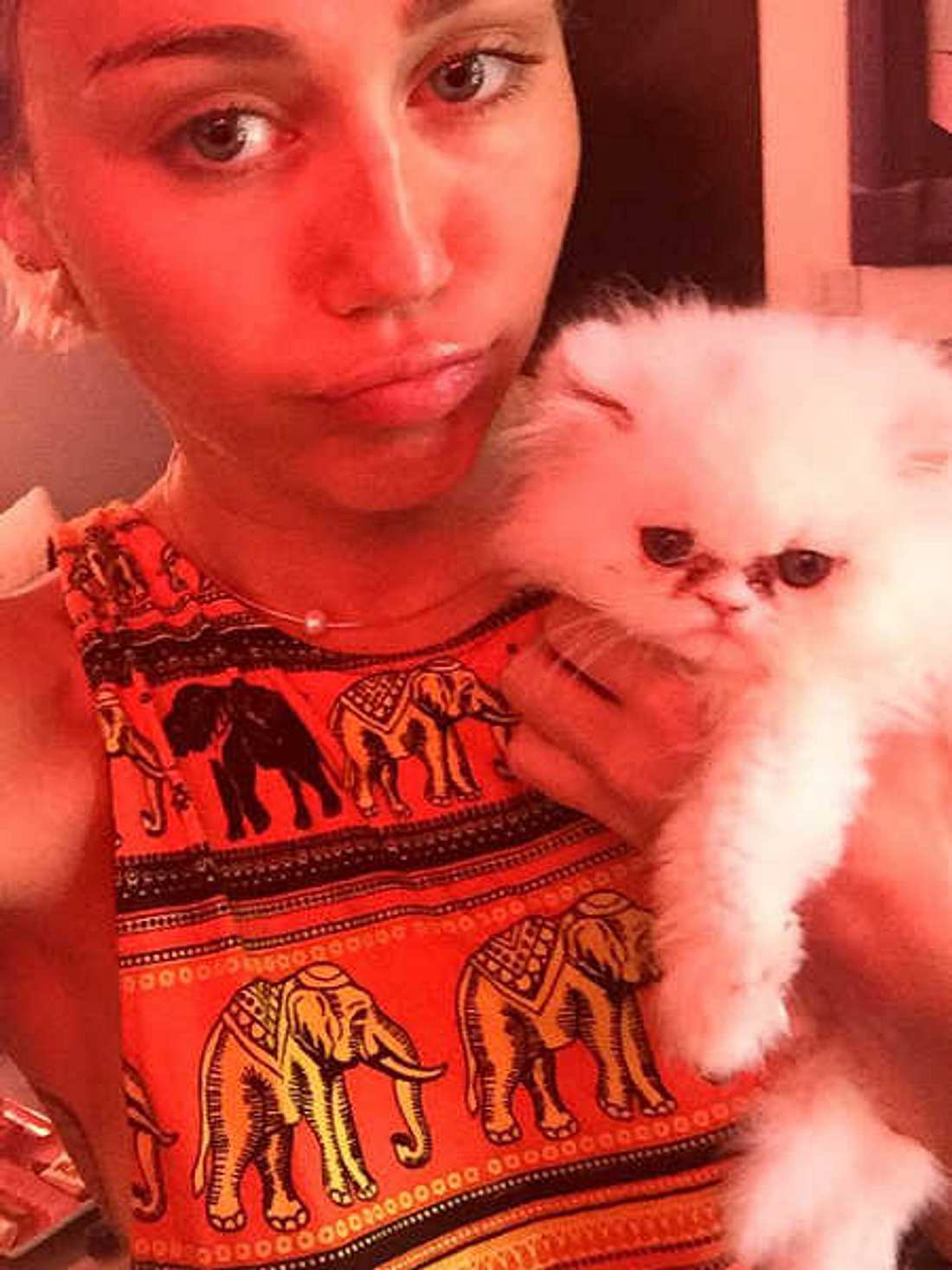 Miley Cyrus: Lässt sie ihre Baby-Katze verwahrlosen?