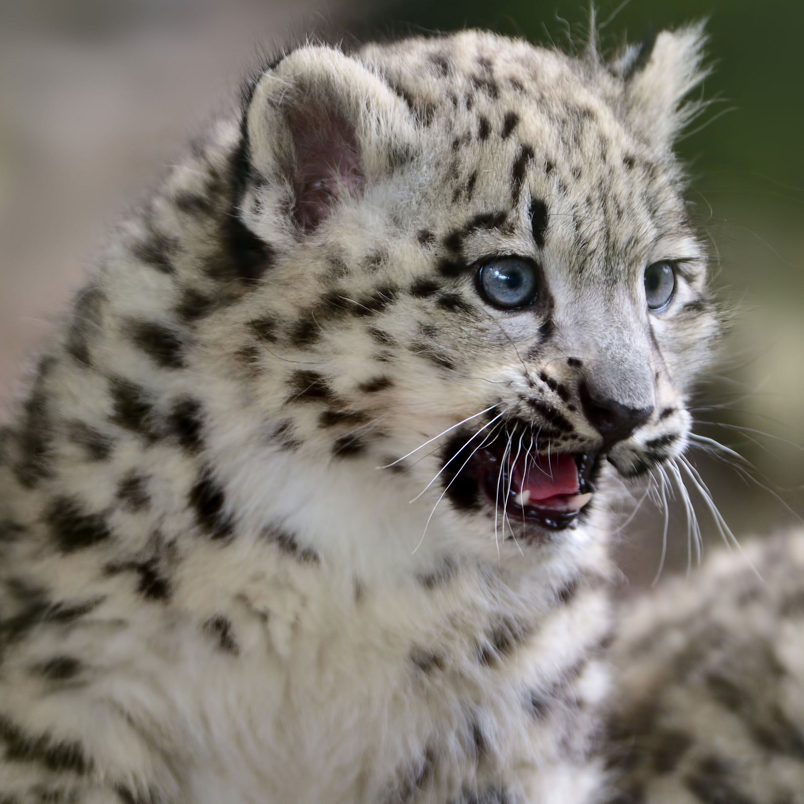 Wie Traurig Dresdener Zoo Schlafert Seine Schneeleoparden Babys Ein Intouch