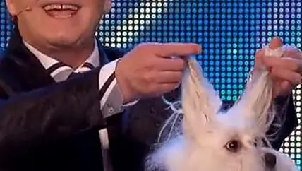 Hund Wendy spitzt die Ohren und antwortet schalgfertig