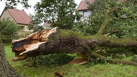 Sturmtief Sebastian: Mann vom Baum erschlagen - tot! - Foto: iStock